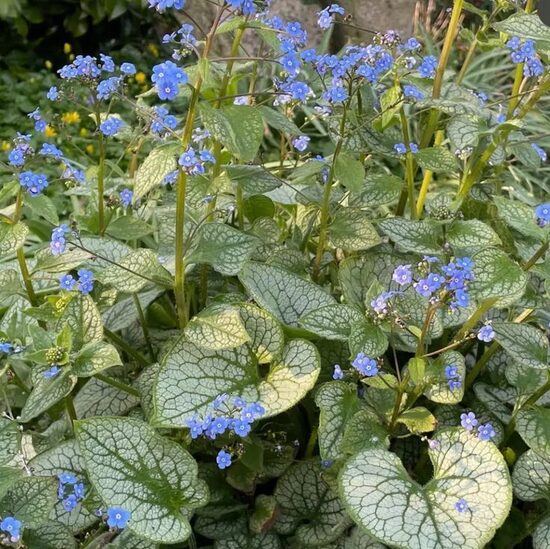Brunnera macrophylla Alexander's Great- brunnera
